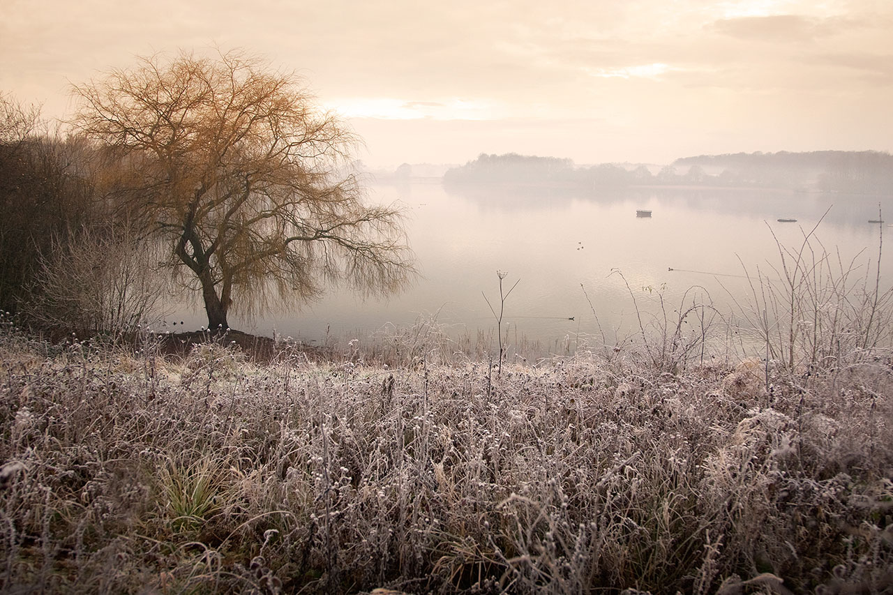 bough beech dawn