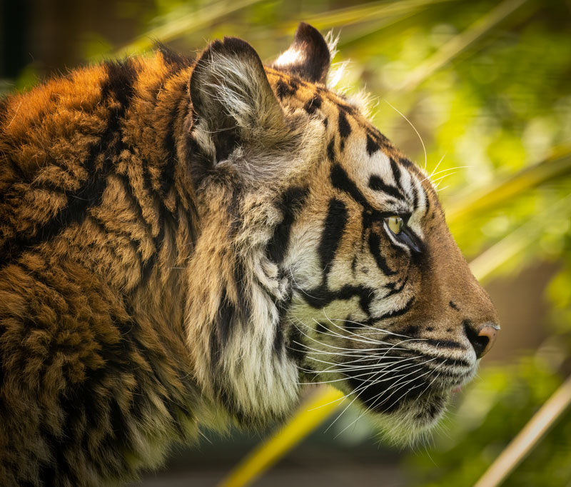 sumtran tiger